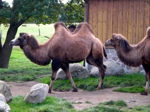 Trampeltiere im Zoo Grömitz